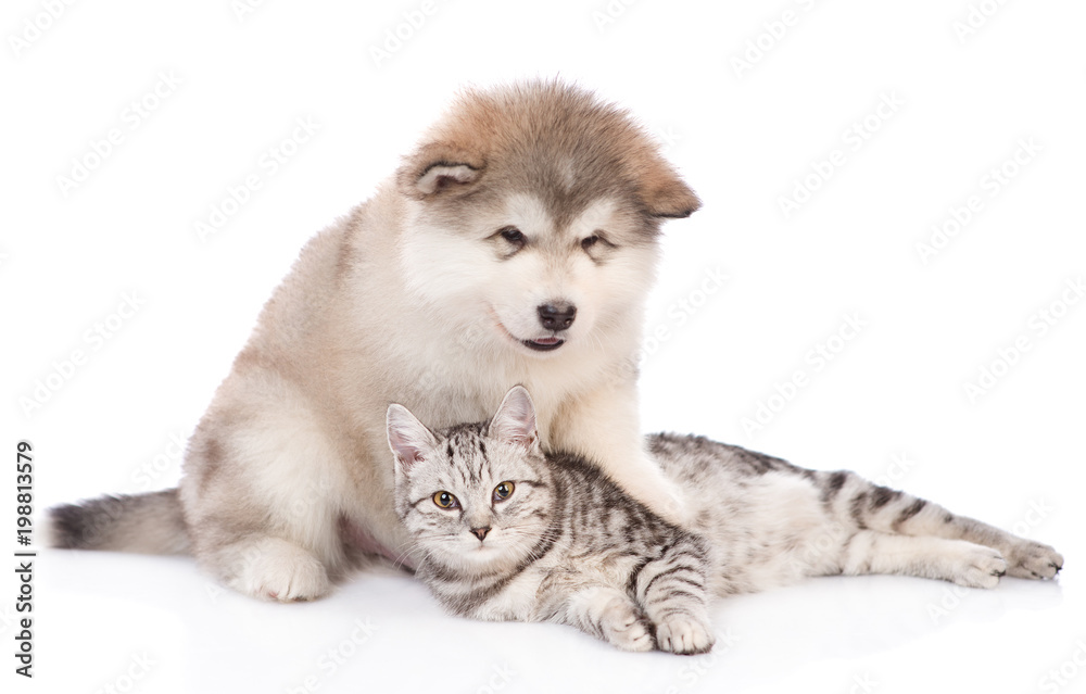 Alaskan malamute puppy hugging a tabby cat.  isolated on white background