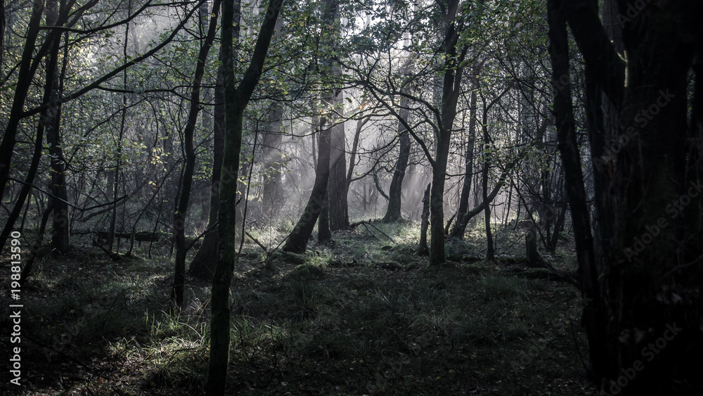 Obraz premium Morning in the forrest with some nice light effects
