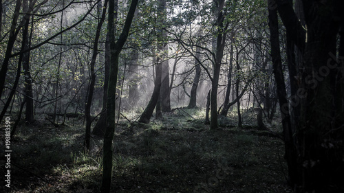 Morning in the forrest with some nice light effects