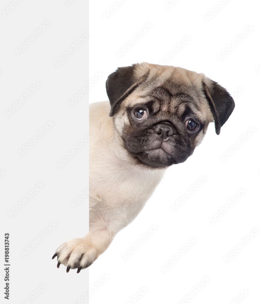 Sad pug puppy above white banner. isolated on white background
