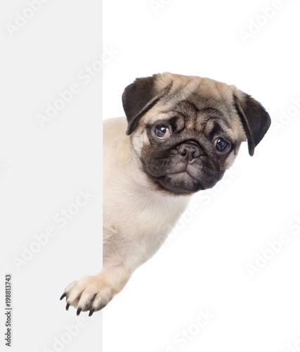 Sad pug puppy above white banner. isolated on white background