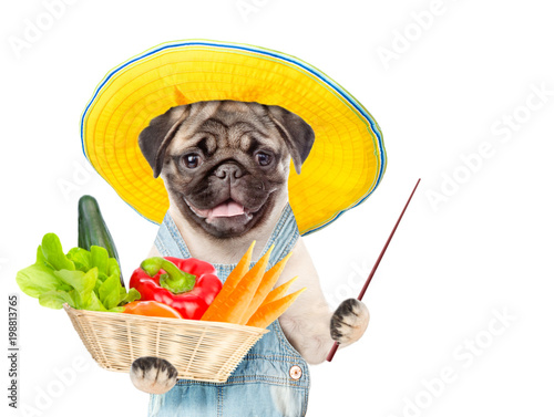 Funny puppy farmer in summer hat with a basket of vegetables and pointing stick. isolated on white background. Space for text © Ermolaev Alexandr