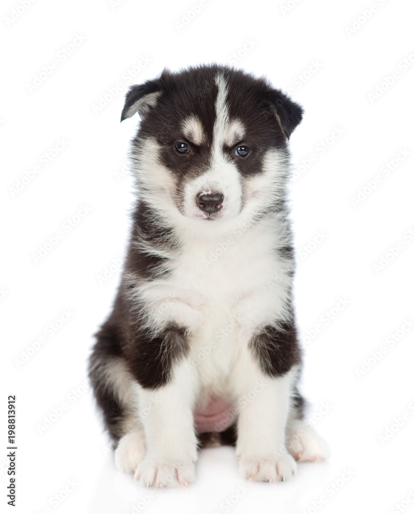 Siberian Husky puppy sitting in front view and looking at camera. isolated on white background