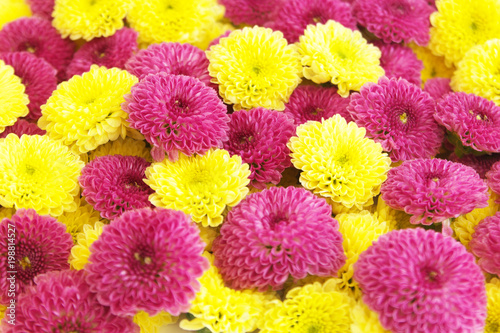 Colorful chrysanthemum flowers  © Valerii Evlakhov