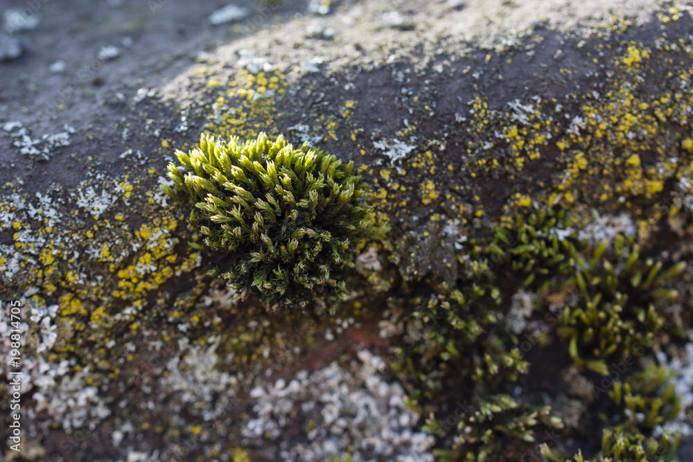 Green moss growing on roofing. Green moss growing on roofing.
