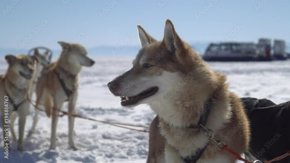 Steadicam portrait of sled dog team rest flock leader muzzle face. Red colored fur fluffy happy husky breathes couples coldly frost snow field. Winter sunny day blue sky Baikal. Dolly details Steadicam portrait of sled dog team rest flock leader muzzle face. Red colored fur fluffy happy husky breathes couples coldly frost snow field. Winter sunny day blue sky Baikal. Dolly details
