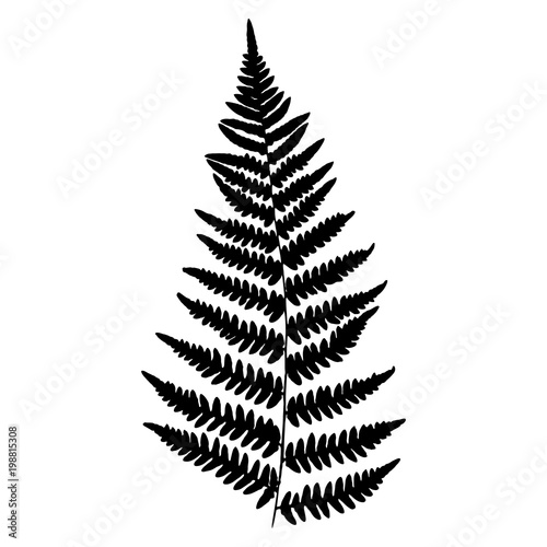 Fern, vector illustration. Black silhouette of a fern leaf on a white background.