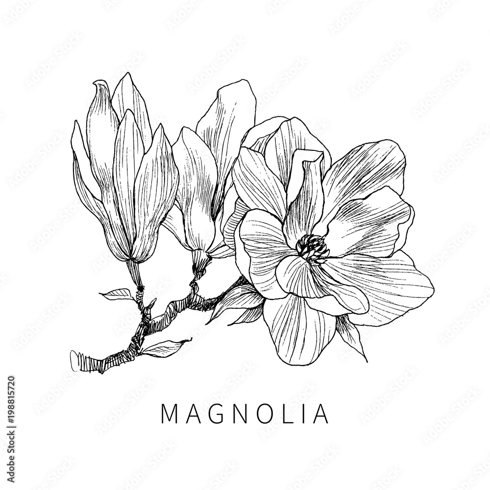 Fototapeta premium Ink, pencil, the leaves and flowers of Magnolia isolate. Line art transparent background. Hand drawn nature painting. Freehand sketching illustration.