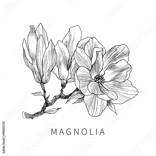 Ink, pencil, the leaves and flowers of Magnolia isolate. Line art transparent background. Hand drawn nature painting. Freehand sketching illustration.
