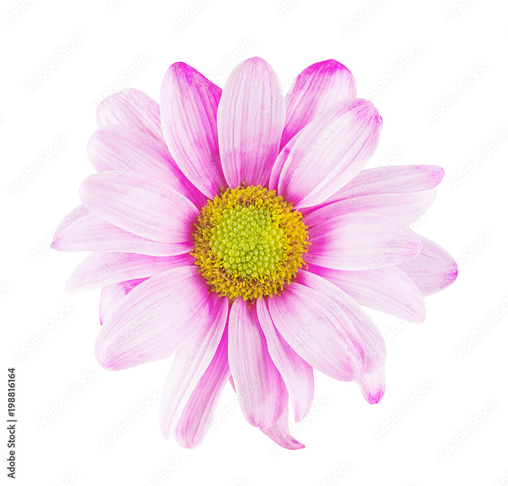 Daisy flower with pink white petals and yellow heart on white isolated background. Pattern for the designer. Daisy flower with pink white petals and yellow heart on white isolated background. Pattern for the designer.