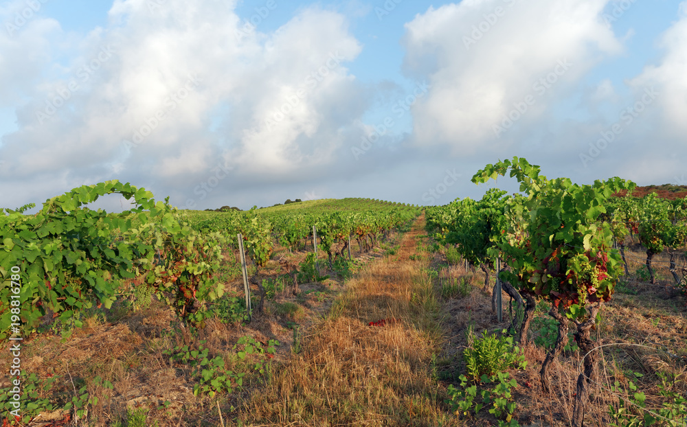 Aleria vineyard in Corsica island
