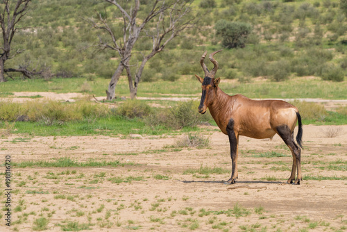 ein Eland  Taurotragus oryx  im Kalahari Trans Frontier Park  S  dafrika