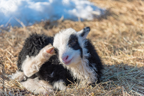little cute black and white lamb in a cold sweden