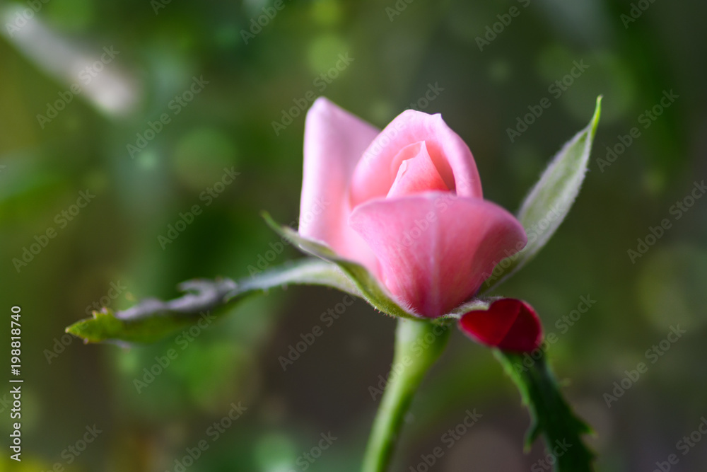 Macro pink rose with bright paper heart on a leaf blooming outside, close up view. Spring background. Selective focus with bokeh effect Macro pink rose with bright paper heart on a leaf blooming outside, close up view. Spring background. Selective focus with bokeh effect