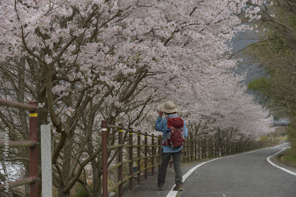 Obraz premium 日本の春の桜
