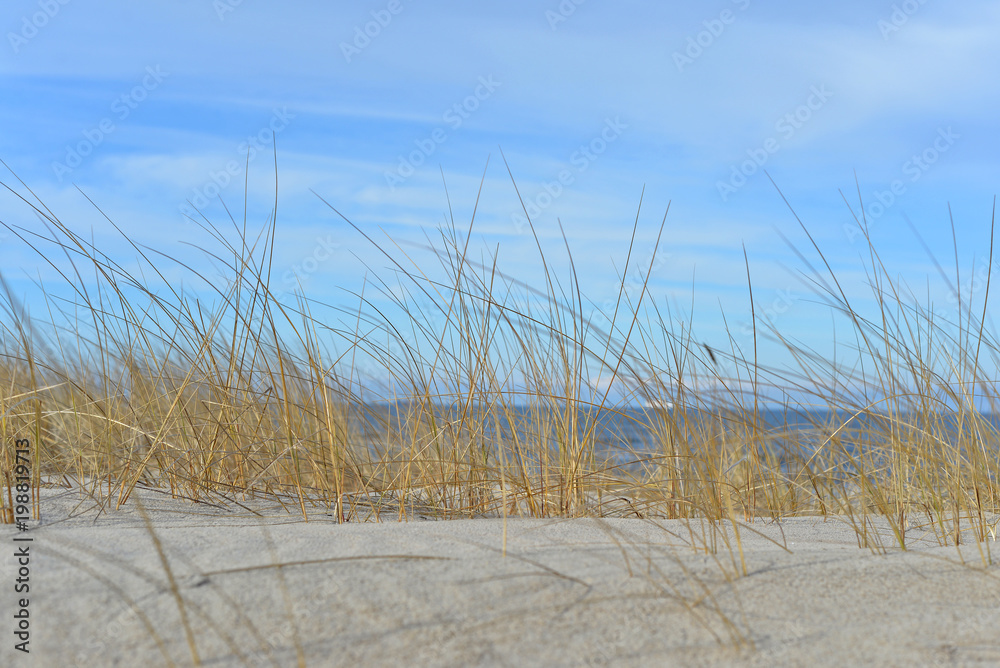 dry grass in the dunes and a sandy beach - obrazy, fototapety, plakaty 
