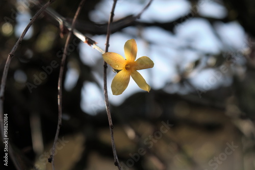 Yellow blooming as symbol of renaissance after the winter. photo