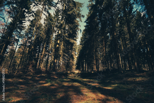 Waldspaziergang im Fr  hling