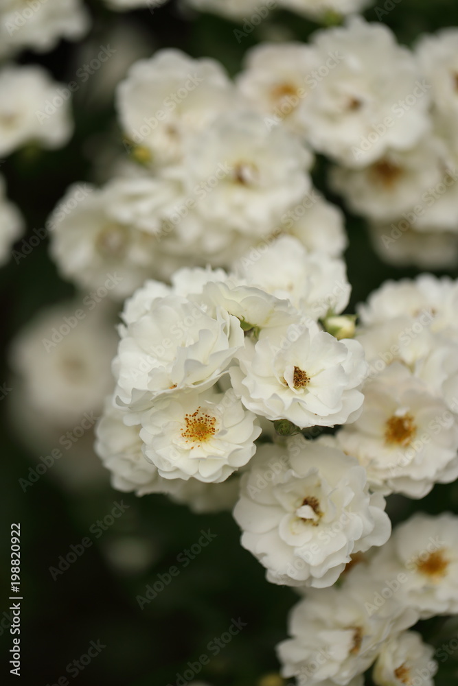White roses blooming in the garden White roses blooming in the garden