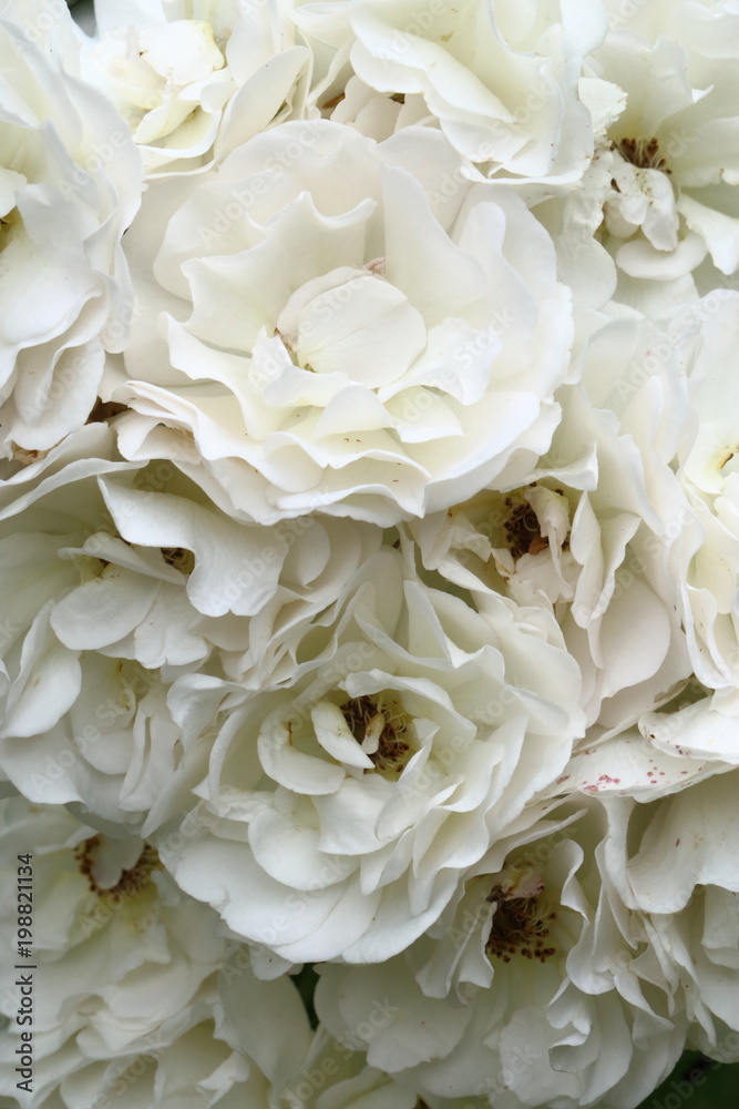 White roses blooming in the garden White roses blooming in the garden