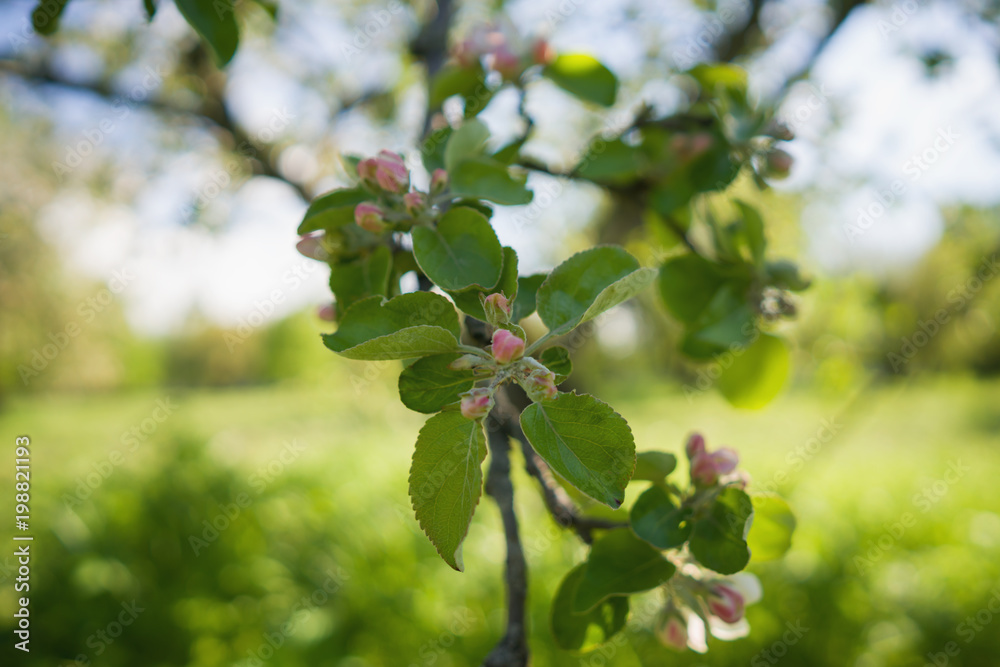 closeup blossoming apple tree with pink flowers in a garden