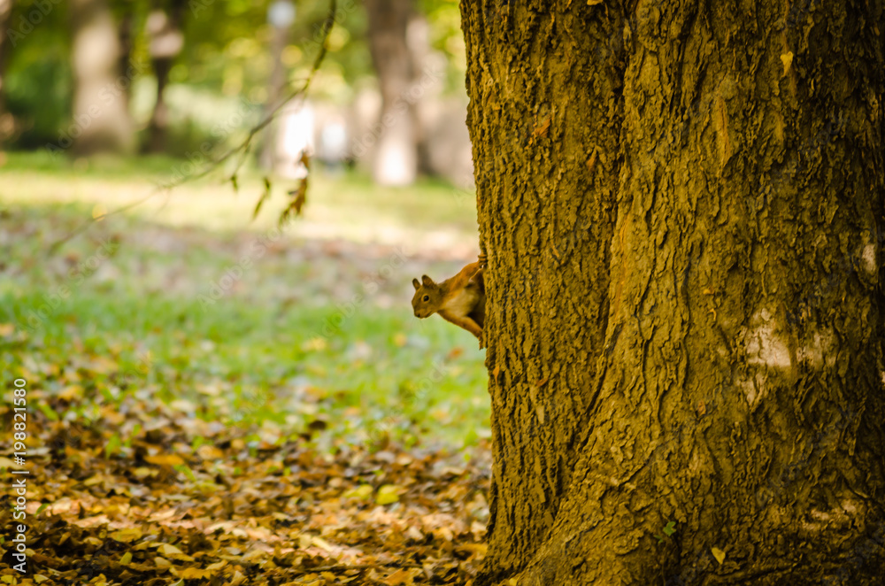 Obraz premium Squirrel in a tree in one of the parks in the city of Novi Sad - Serbia 