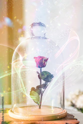 A enchanted rose in the glass covering.