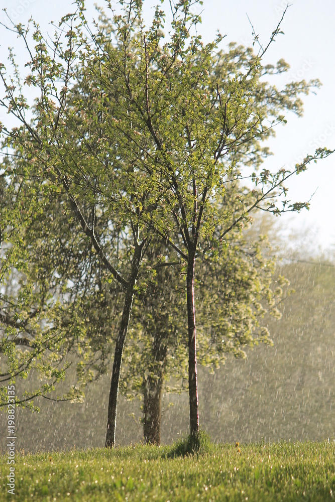 Rain in the Spring