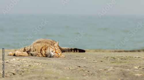 Funny grey cat on the beach against the sea.