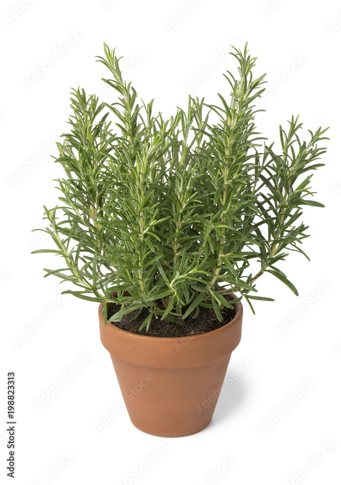 Brown terra cotta pot with fresh italian rosemary Brown terra cotta pot with fresh italian rosemary
