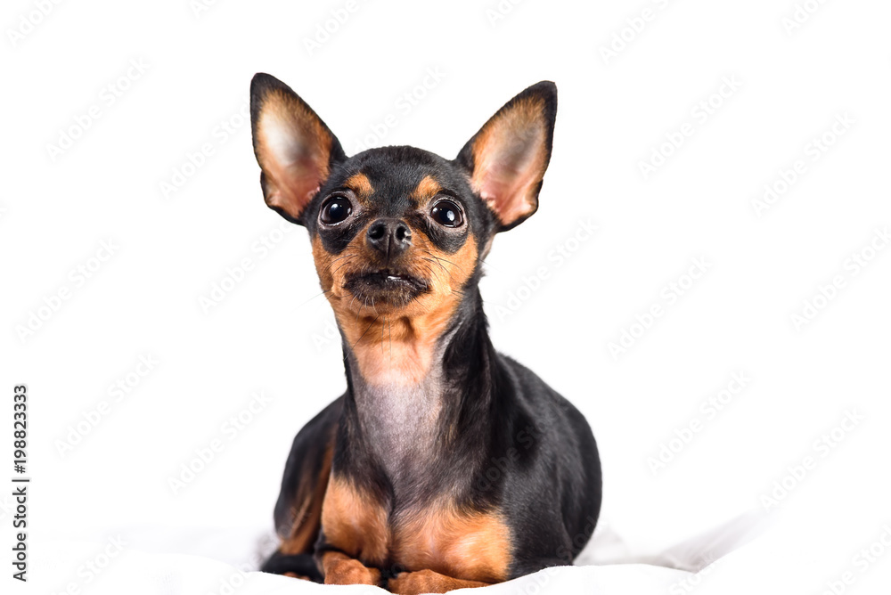 portrait of a toy terrier isolated on white background