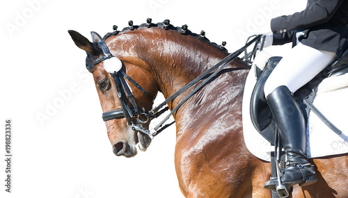 Obraz na płótnie Equestrian sport portrait - dressage head of sorrel horse