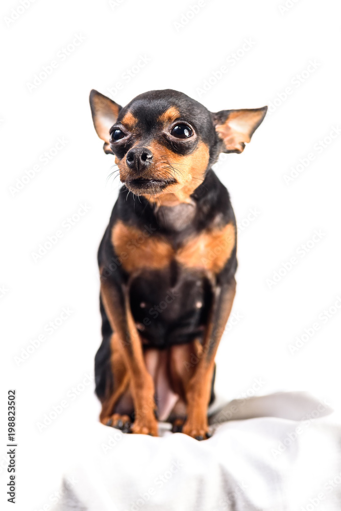 portrait of a toy terrier isolated on white background portrait of a toy terrier isolated on white background