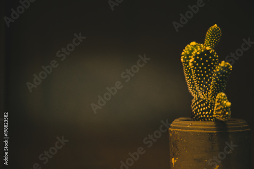 A group of cacti on a brown pot