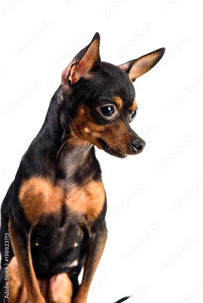 portrait of a toy terrier isolated on white background portrait of a toy terrier isolated on white background