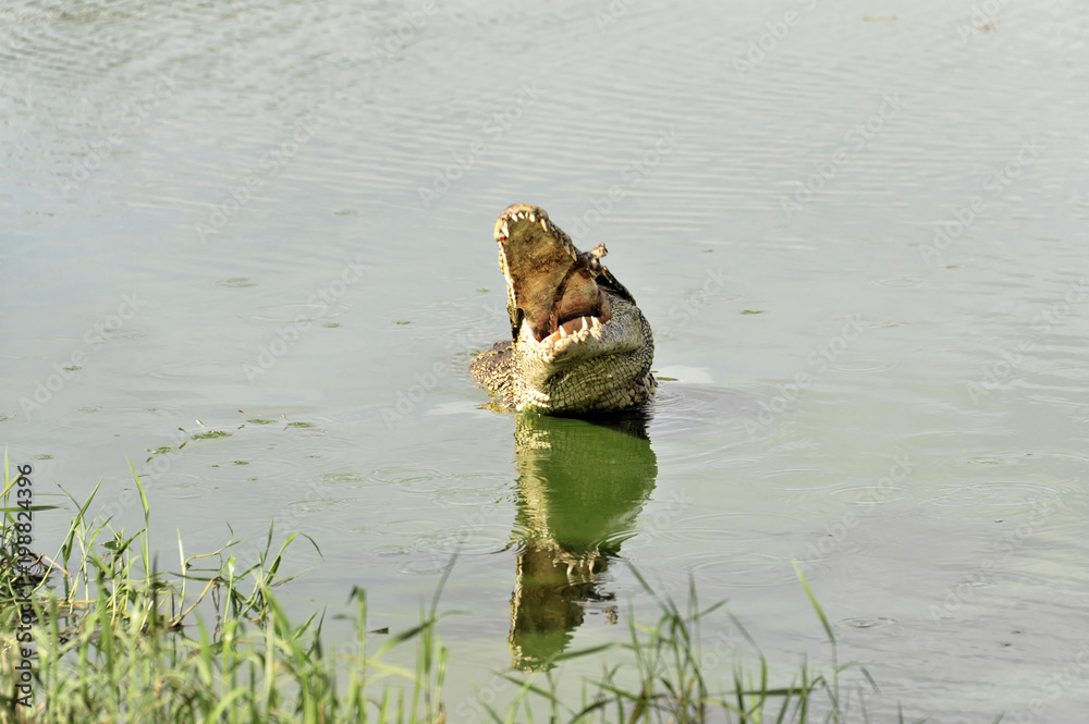 Kubakrokodile (Crocodylus rhombifer), Vorführung Krokodilfarm Criadero de Cocodrilos, Parque Natural Ciénaga de Zapata, Halbinsel Zapata, Kuba, Große Antillen, Mittelamerika, Amerika, Mittelamerika