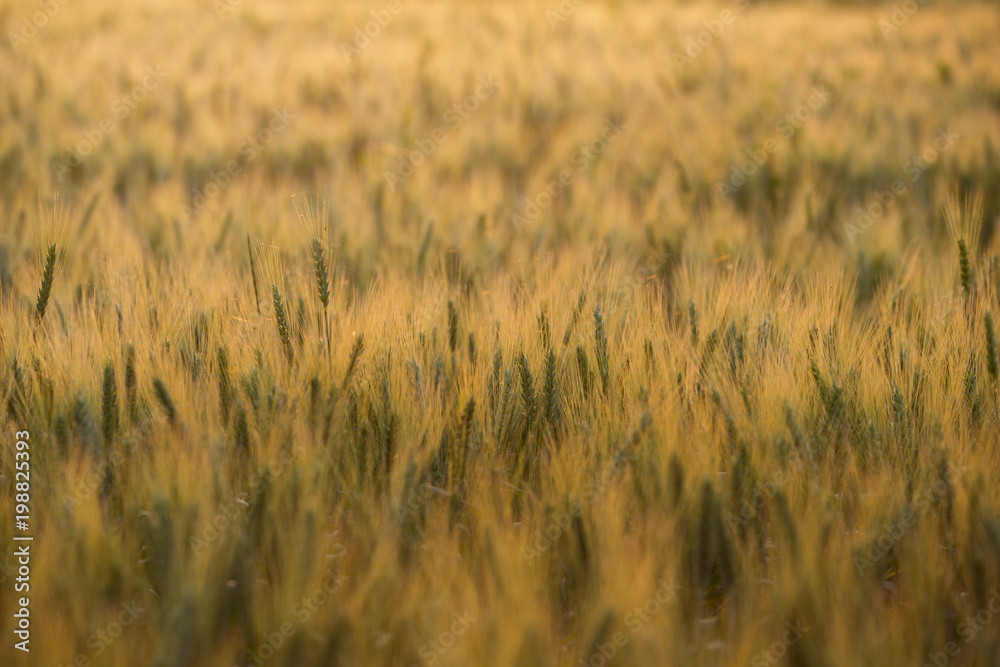 wheat ripens in the field, agriculture, wheat field wheat ripens in the field, agriculture, wheat field