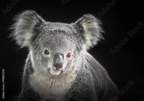 The face of a koala on a black background.