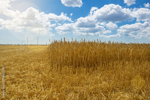 yellow wheat in the field, harvesting, cropped wheat, blue sky with clouds
