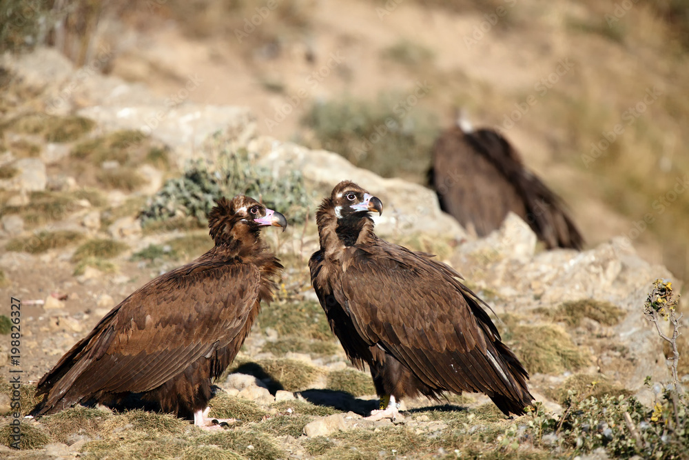 Obraz premium The cinereous vulture (Aegypius monachus) also known as the black vulture, monk or Eurasian black vulture sitting on the feeding place. Pair of the vultures on the edge of the rock.