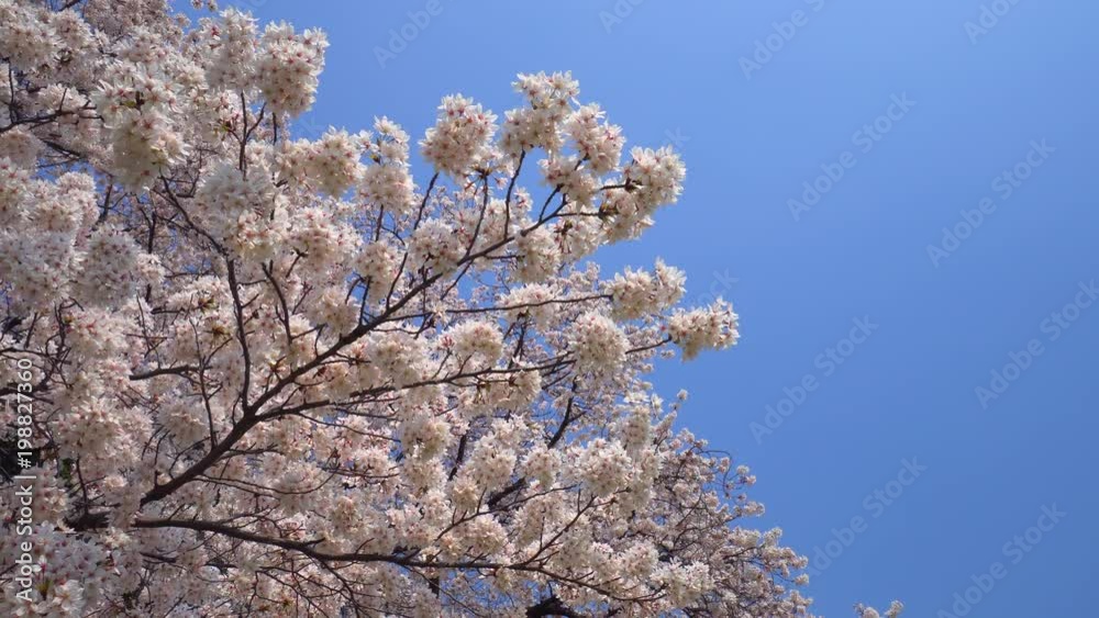 Cherry blossoms in full bloom