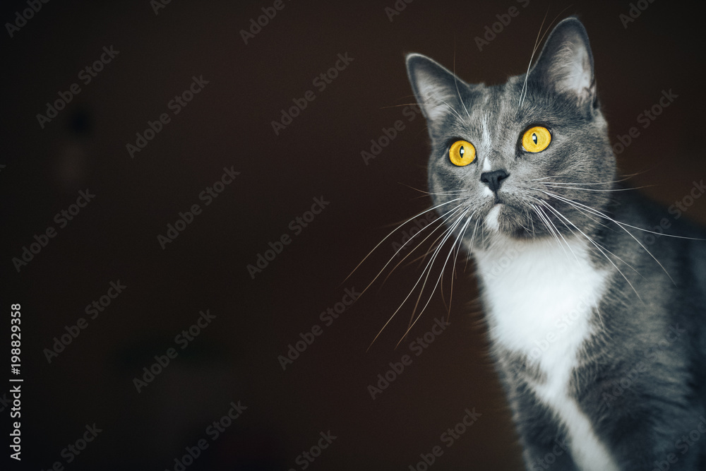 beautiful portrait of a grey cat on a black background beautiful portrait of a grey cat on a black background