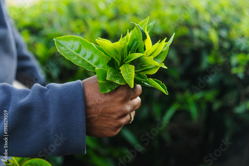 Indian mans hand keeping fresh tea leafs