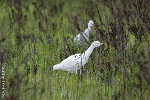 Kuhreiher, Bubulcus ibis, Algarve, Portugal photo