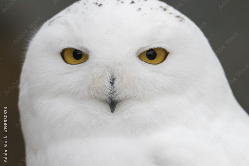 Obraz premium Snowy Owl Portrait