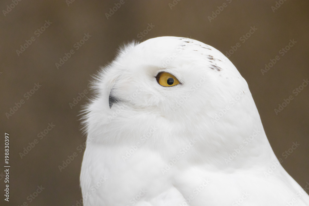 Fototapeta premium Snowy Owl Portrait