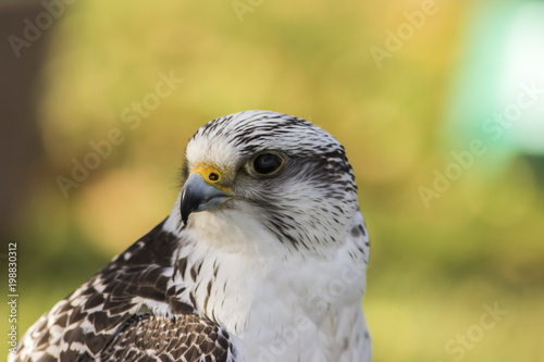 Gerfalke (Falco rusticolus)