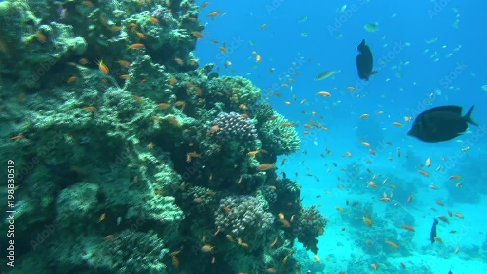 colorful fishes on reef dahab 09 colorful fishes on reef dahab 09