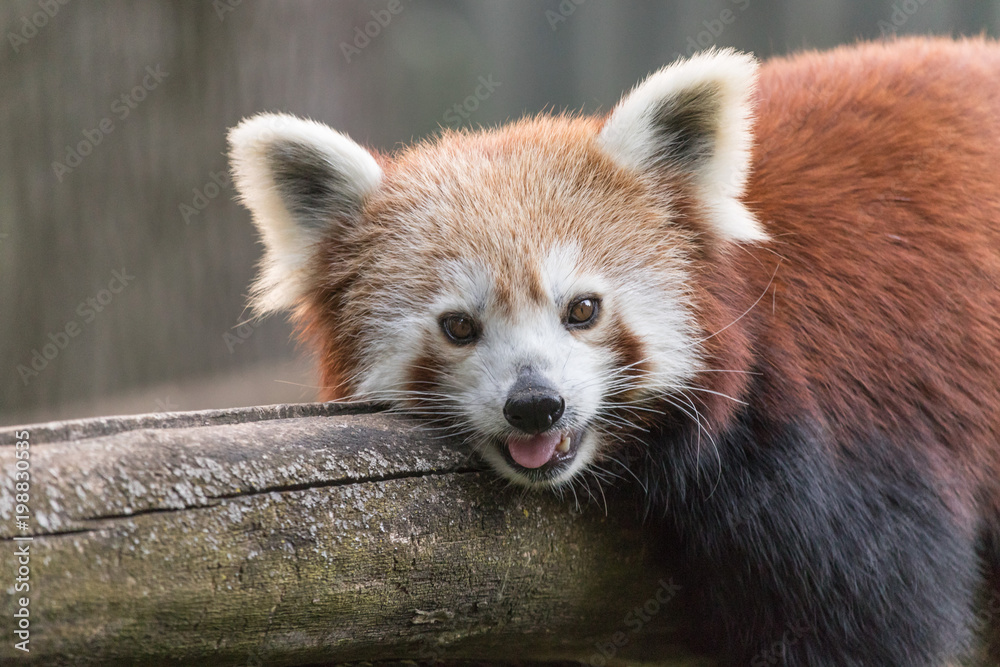 Obraz premium Red Panda Portrait