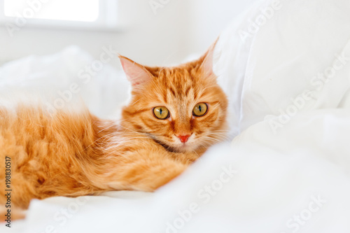 Cute ginger cat with funny expression on face lies in bed. The fluffy pet comfortably settled to sleep or to play. Cozy background, morning bedtime at home.